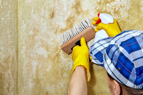 Best Comprehensive Air Testing for Mold Contaminants  in Springfield, VA